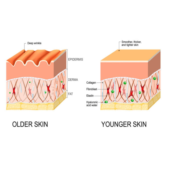 Anti Wrinkle  Fine Line Fading Lifting And Firming Skin Care - Image 3